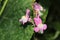 Delicate Pink petals of Linaria flowers with white centers