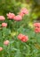 Delicate pink poppies on tall elegant stems in a spring flowered garden.