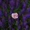 Delicate pink poppy among violet salvia flower stems