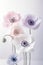 Delicate Pink and purple Anemone Flowers. Generative AI