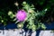 Delicate pink and purple flower of Carduus nutans plant, commonly known as musk or nodding plumeless thistle, in a garden in a