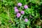 Delicate pink and purple flowers of Carduus nutans plant, commonly known as musk or nodding plumeless thistle, in a garden in a