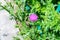Delicate pink and purple flowers of Carduus nutans plant, commonly known as musk or nodding plumeless thistle, in a garden in a