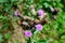 Delicate pink and purple flowers of Carduus nutans plant, commonly known as musk or nodding plumeless thistle, in a garden in a