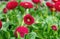 Delicate pink and red daisies in the flower pot. Spring garden decorations