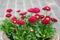 Delicate pink and red daisies in the flower pot. Spring garden decorations