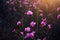 Delicate pink rhododendron flowers in the sunlight, blurred background, close-up. Sunset or sunrise in blooming garden. Maralnik