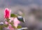 Delicate pink rosebud on blurred background. Fantasy foto for wallpaper and holliday card with defocus foreground