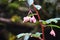 Delicate pink tropical flowers hanging from a bush.