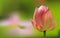 Delicate pink Tulip on green background