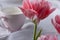 Delicate pink tulips on a blurry breakfast background with a light pink large mug of milk in the folds of a linen cloth.