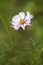 Delicate Pink White Cosmea Flower