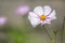 Delicate Pink White Cosmea Flower