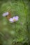 Delicate Pink White Cosmea Flower