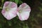 Delicate pink and white morning glory flowers growing on a trail, Big Sur, CA.