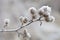 Delicate plant with hoarfrost on cold winter day