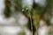 Delicate plant stem with isolated background
