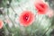 Delicate poppy flowers in the field