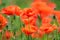 Delicate poppy seed flowers on a field