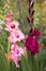 Delicate primary gladioli with a raspberry center and bright pink gladioli grow in the garden. Summer flowers, background