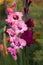 Delicate primary gladioli with a raspberry center and bright pink gladioli grow in the garden. Summer flowers, background