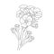 delicate primrose tattoo, primrose flower coloring page, evening primrose drawing,