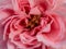 Delicate Princess Meiko rose pollens and petals as nature background