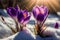 delicate purple crocuses bloom in the snow, the first spring flowers, Generative AI 2