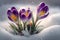 delicate purple crocuses bloom in the snow, the first spring flowers, Generative AI 3