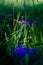 Delicate purple flower growing in grassy fields, small depth of