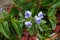 Delicate purple flowering pansies