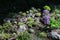 Delicate purple flowers bloom among stones and echeverias in a spring flowerbed