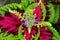 Delicate purple flowers with colorful green and pink coleus leaves