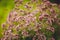 Delicate purple flowers oregano in the garden, close-up, selective focus. Inflorescences of beautiful lilac flowers. The