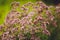 Delicate purple flowers oregano in the garden, close-up, selective focus. Inflorescences of beautiful lilac flowers. The