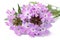 Delicate purple flowers verbena isolated