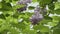 Delicate purple lilac blooming on shrub