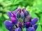 Delicate purple Lupin in the garden, macro