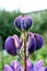 Delicate purple Lupin in the garden, macro