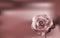 Delicate purple Rose on a blurred background