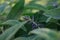 Delicate purple salvia flower growing in quaint cottage garden