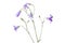 Delicate Purple  Spreading Bell flower