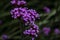 Delicate purple verbena florets against dark green background