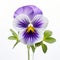Delicate Purple And White Pansy In Symmetrical Asymmetry