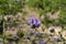 Delicate purple wild flower, Pitch trefoil