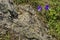 Delicate purple wildflower harebell or Campanula patula on meadow near big stone, Vitosha mountain