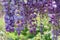 Delicate purple wisteria flowers nature background