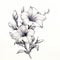 Delicate Realism: Black And White Flower Drawing On White Background