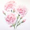 Delicate Realism: Watercolor Carnation Illustration By Yukimasa Ida