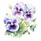 Delicate Realism Watercolor Pansies On White Background